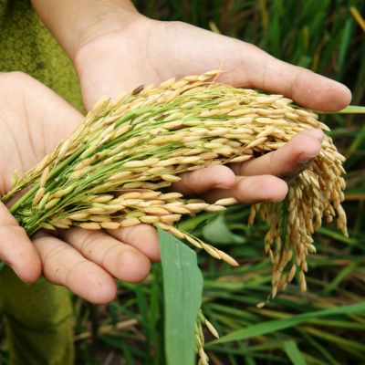 30 by 30 Singapore: A Guide to the Food Security Initiative