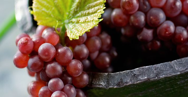 champagne grapes