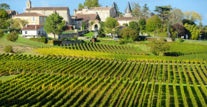 Vineyard in France