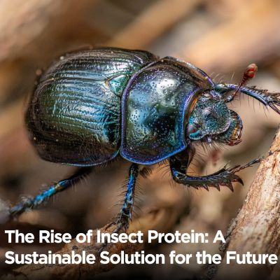 rise-of-insect-protein